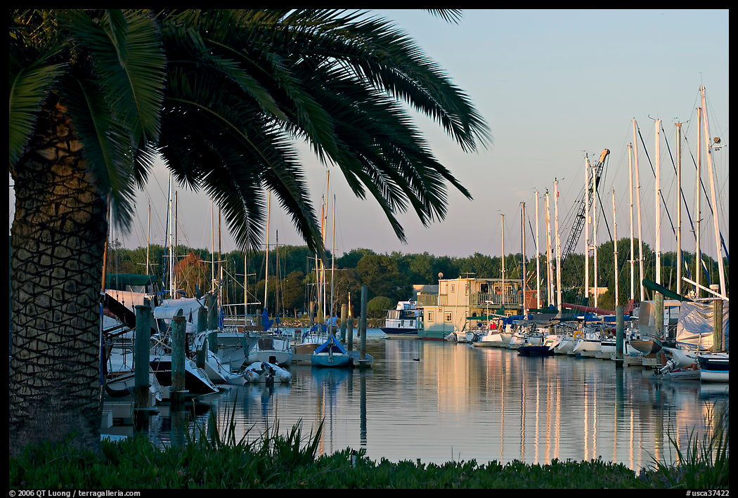 Palm tree and marina. Redwood City, SF Bay area, California, USA