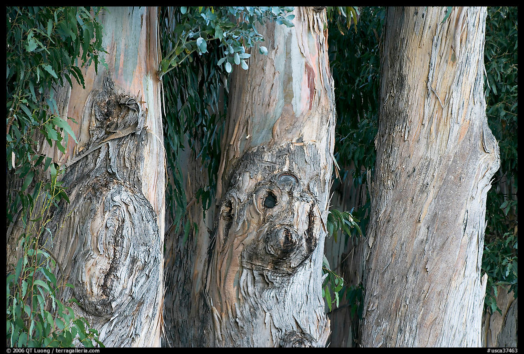 Three Eucalyptus tree trunks. Burlingame, SF Bay area, California, USA