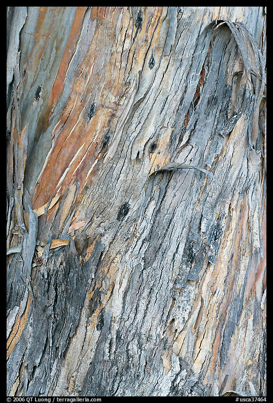 Bark of ucalyptus tree trunk. Burlingame, SF Bay area, California, USA