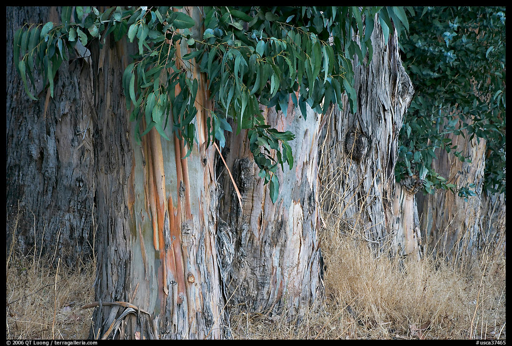 Trunks and leaves of Eucalyptus trees. Burlingame, SF Bay area, California, USA