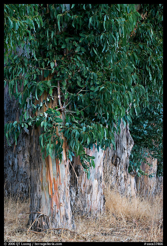 Base of Eucalyptus trees. Burlingame, SF Bay area, California, USA