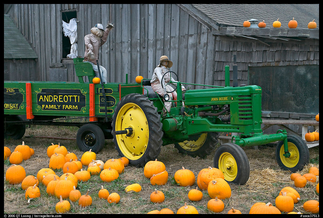 Green tractor, pumpkins, figures, and barn. Half Moon Bay, California, USA