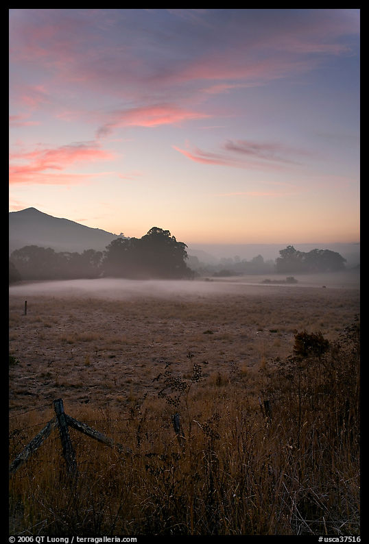 Pasture with fog at sunset. San Mateo County, California, USA