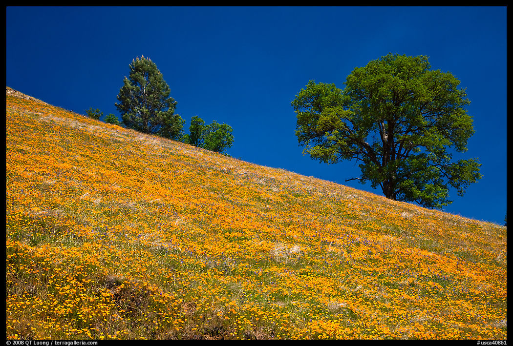 Poppies and Oak trees on hillside. El Portal, California, USA