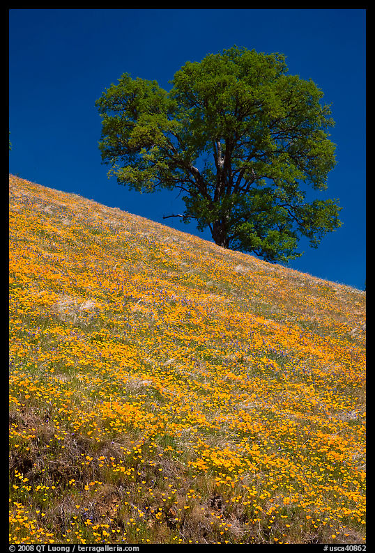 Hillside with California Poppies and oak tree. El Portal, California, USA