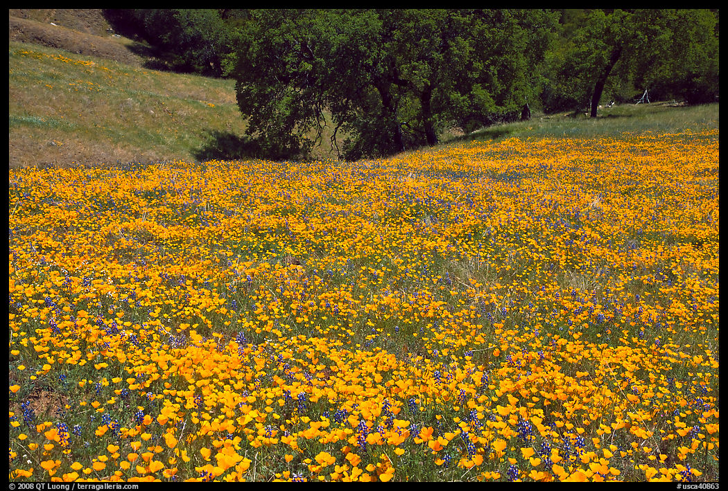 Slope with spring poppies. El Portal, California, USA