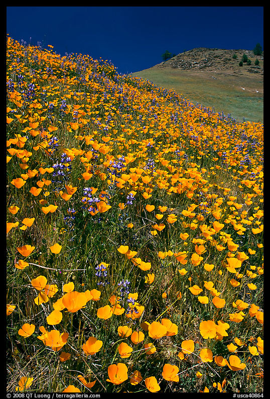 Hills covered with poppies and lupine. El Portal, California, USA