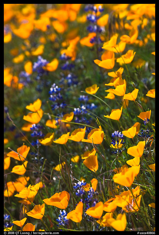 Poppies and lupine. El Portal, California, USA