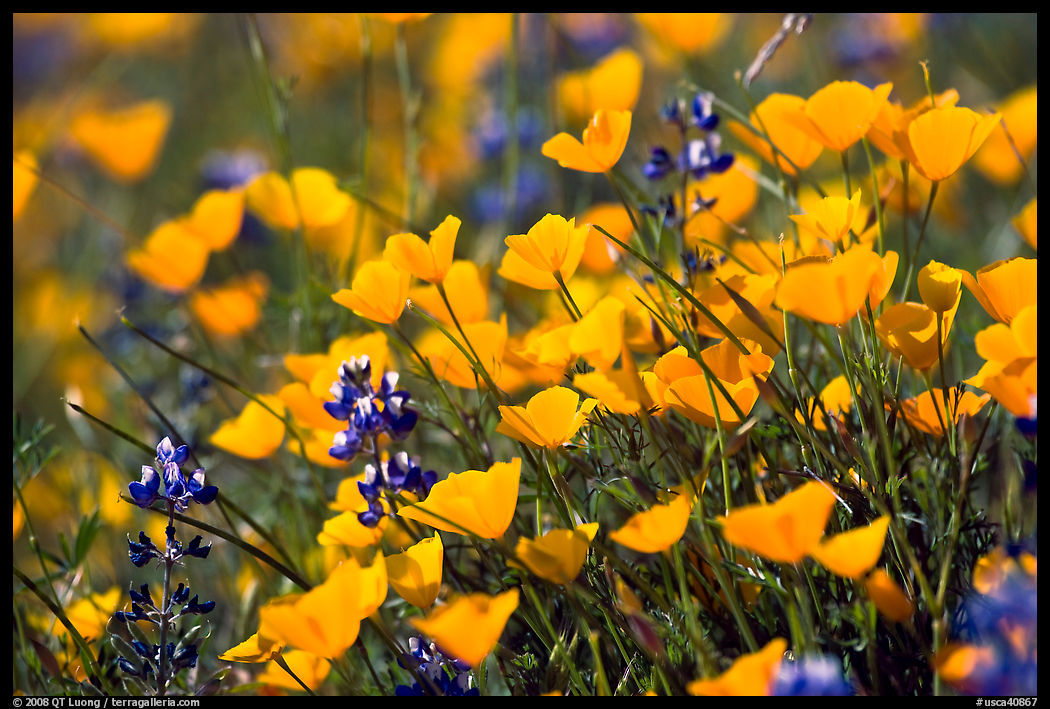 Close-up of poppy and lupine flowers. El Portal, California, USA
