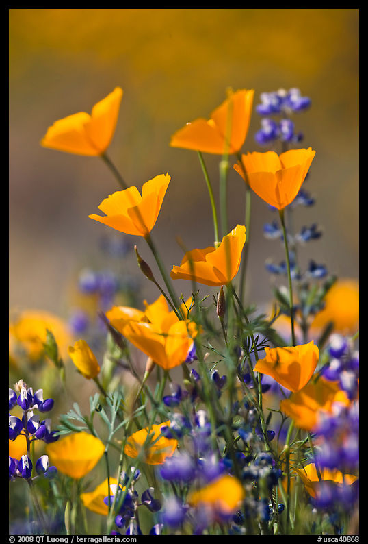 Close-up of California poppies and lupines. El Portal, California, USA