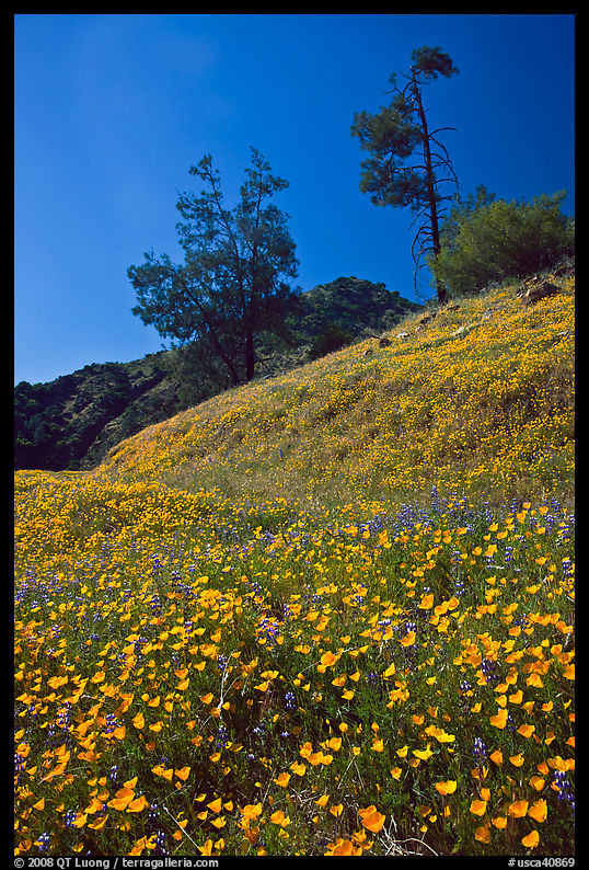 Hills with carpets of flowers and trees. El Portal, California, USA