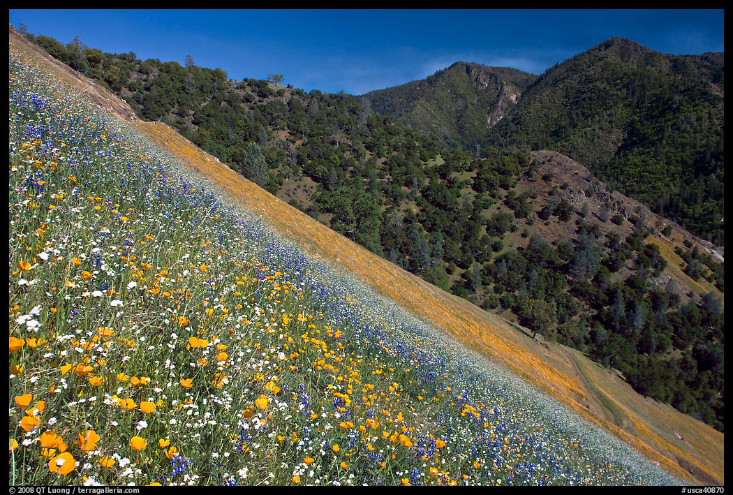 Poppies, popcorn flowers, and lupine on slope. El Portal, California, USA