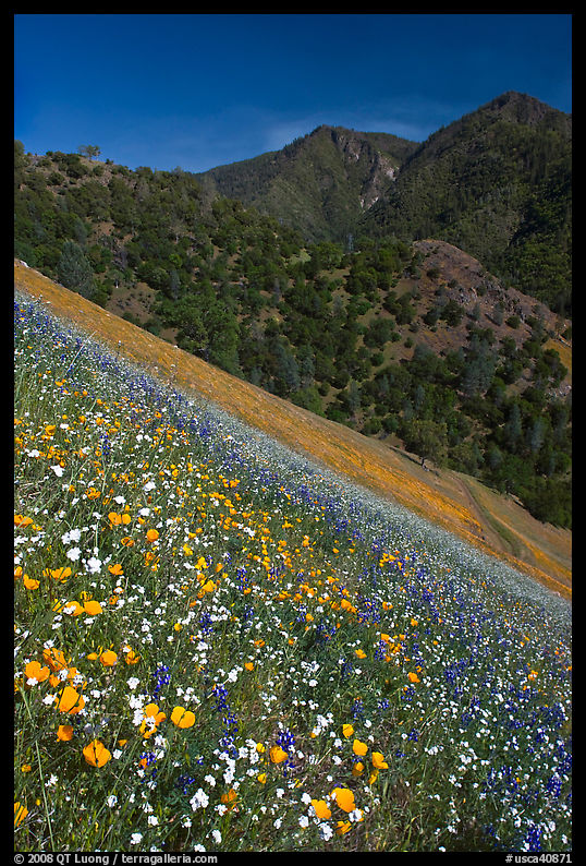 Wildflower blanket and Sierra foothills. El Portal, California, USA