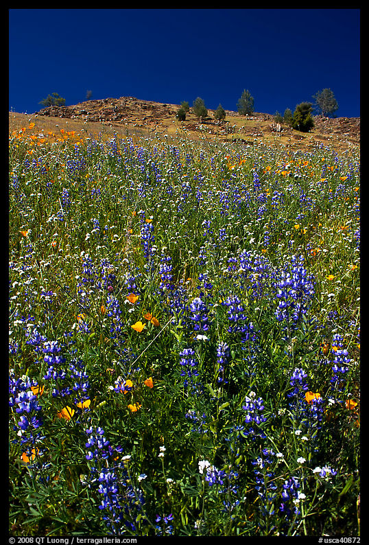 Lupine and hill. El Portal, California, USA