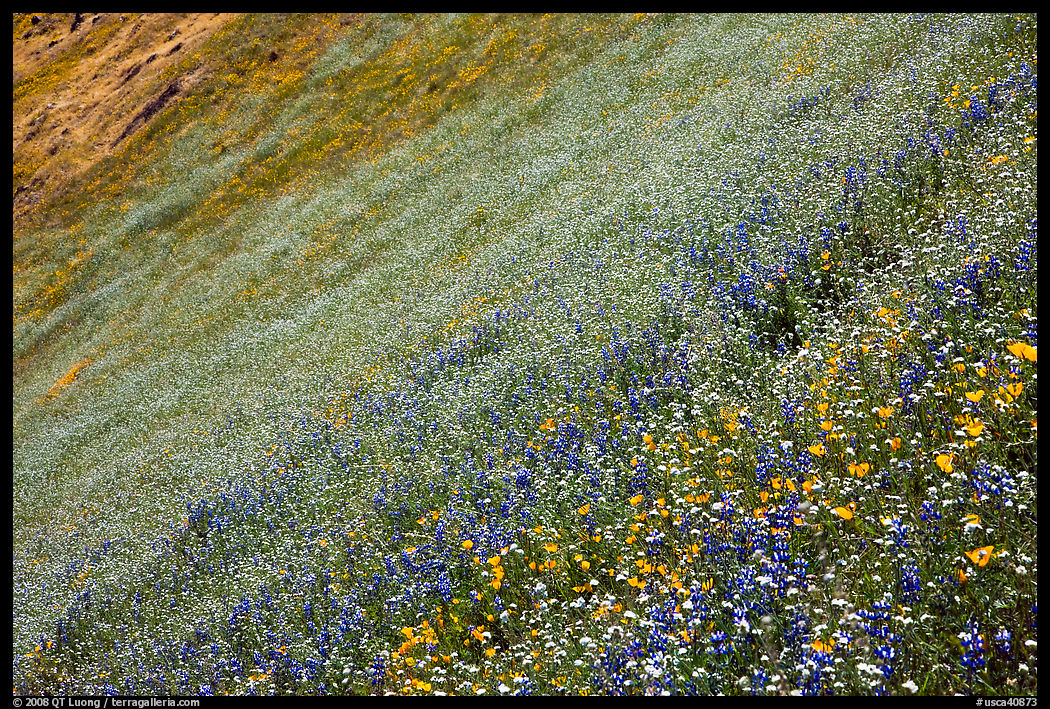 Slope covered with filed of spring wildflowers. El Portal, California, USA