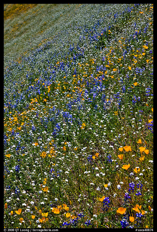 Multicolored spring flowers on slope. El Portal, California, USA
