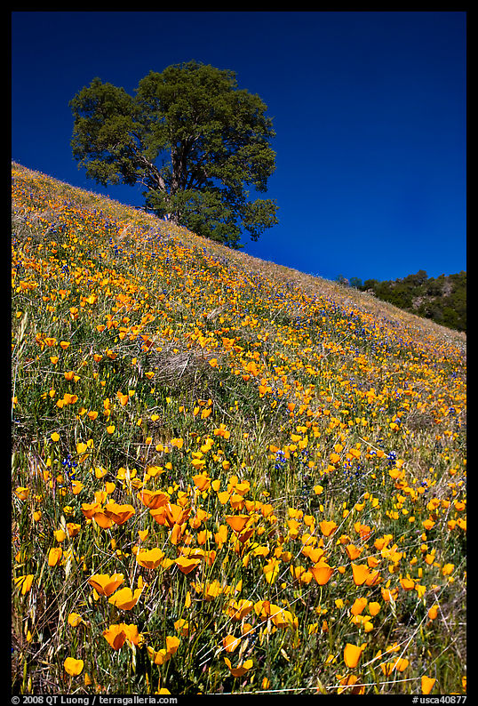 Carpet of poppies and oak tree. El Portal, California, USA