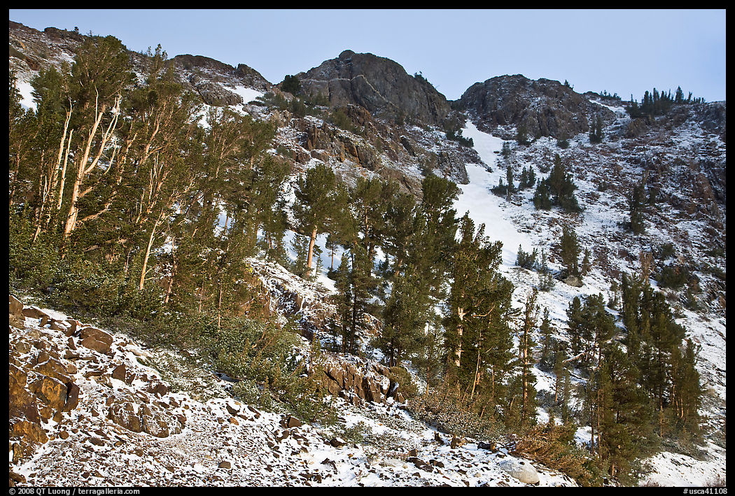 Trees and peaks with fresh snow. California, USA