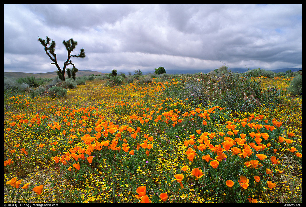 California Poppies and Joshua Trees. Antelope Valley, California, USA