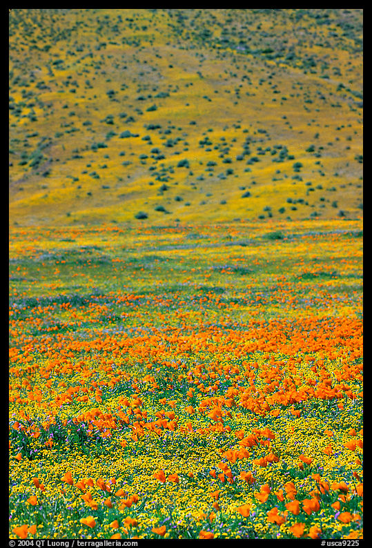 Hillside covered with California Poppies and Desert Marygold. Antelope Valley, California, USA