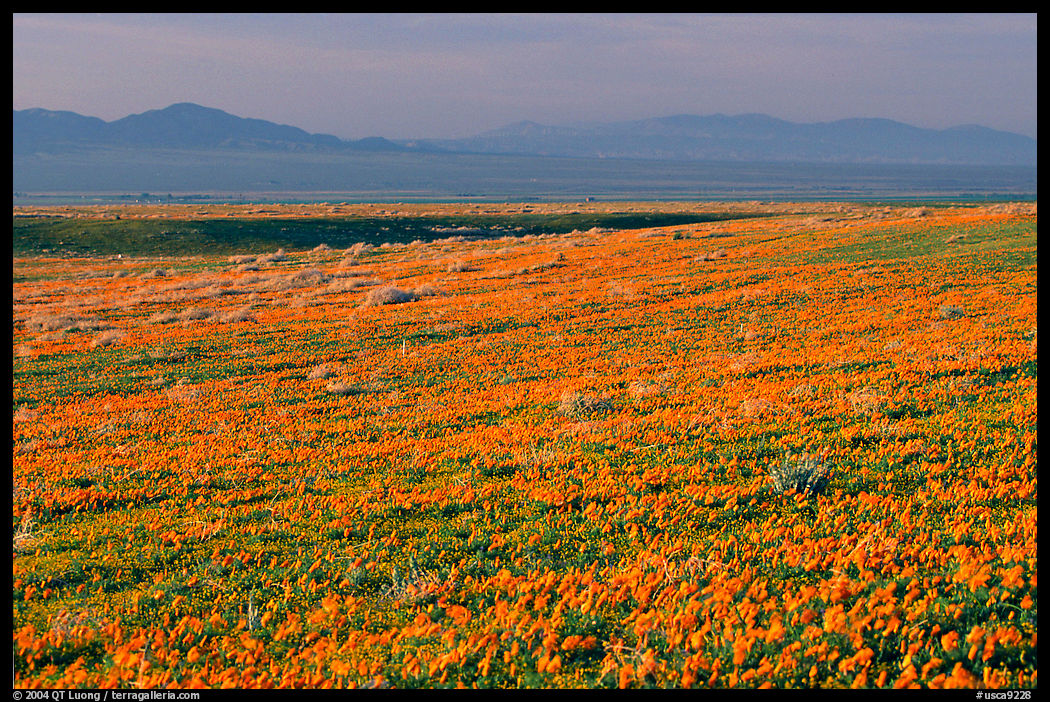 Meadow covered with poppies and Tehachapi Mountains at sunset. Antelope Valley, California, USA