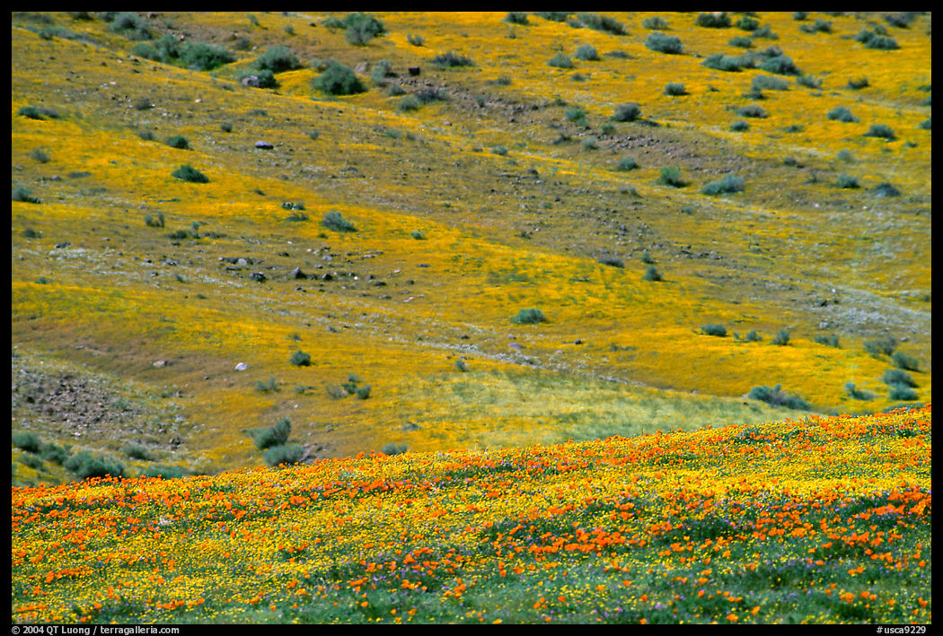 Hillside covered with California Poppies and Desert Marygold. Antelope Valley, California, USA