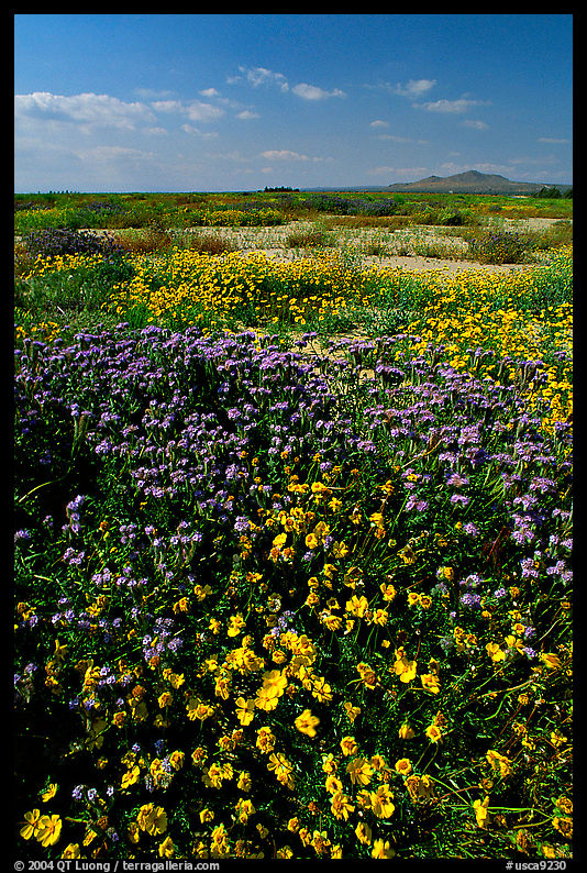Yellow and purple desert flowers on mud flats. Antelope Valley, California, USA