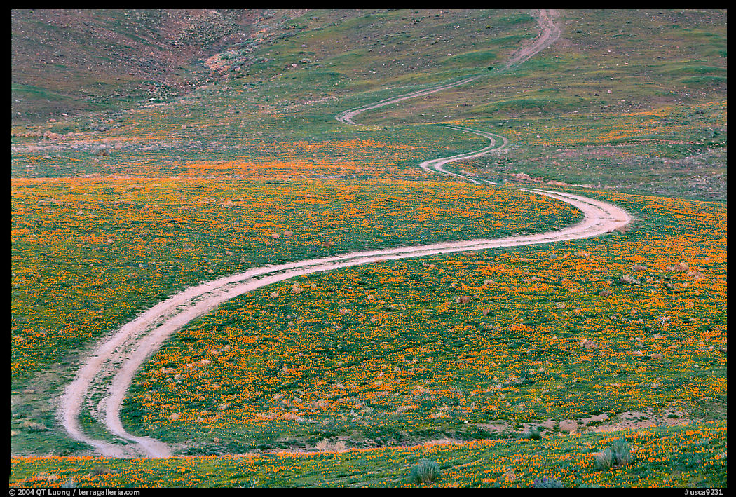 Curving unpaved road, hills W of the Preserve. Antelope Valley, California, USA
