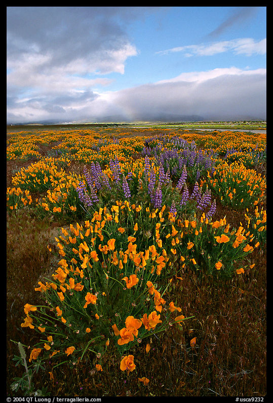 Lupines and California Poppies. Antelope Valley, California, USA