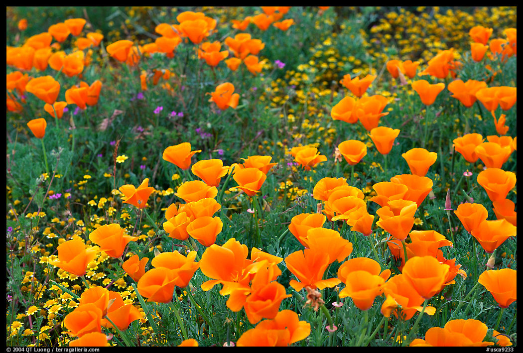 Close up of California Poppies. Antelope Valley, California, USA