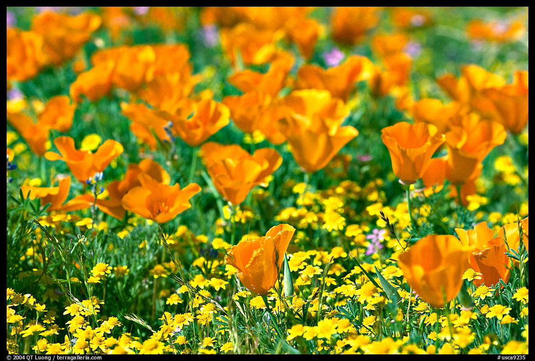 Close up of California Poppies. Antelope Valley, California, USA