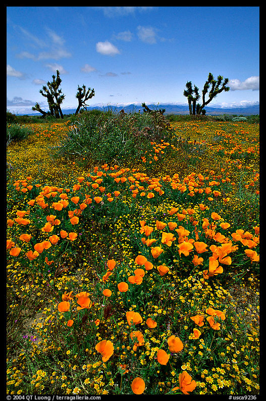 California Poppies and Joshua Trees. Antelope Valley, California, USA