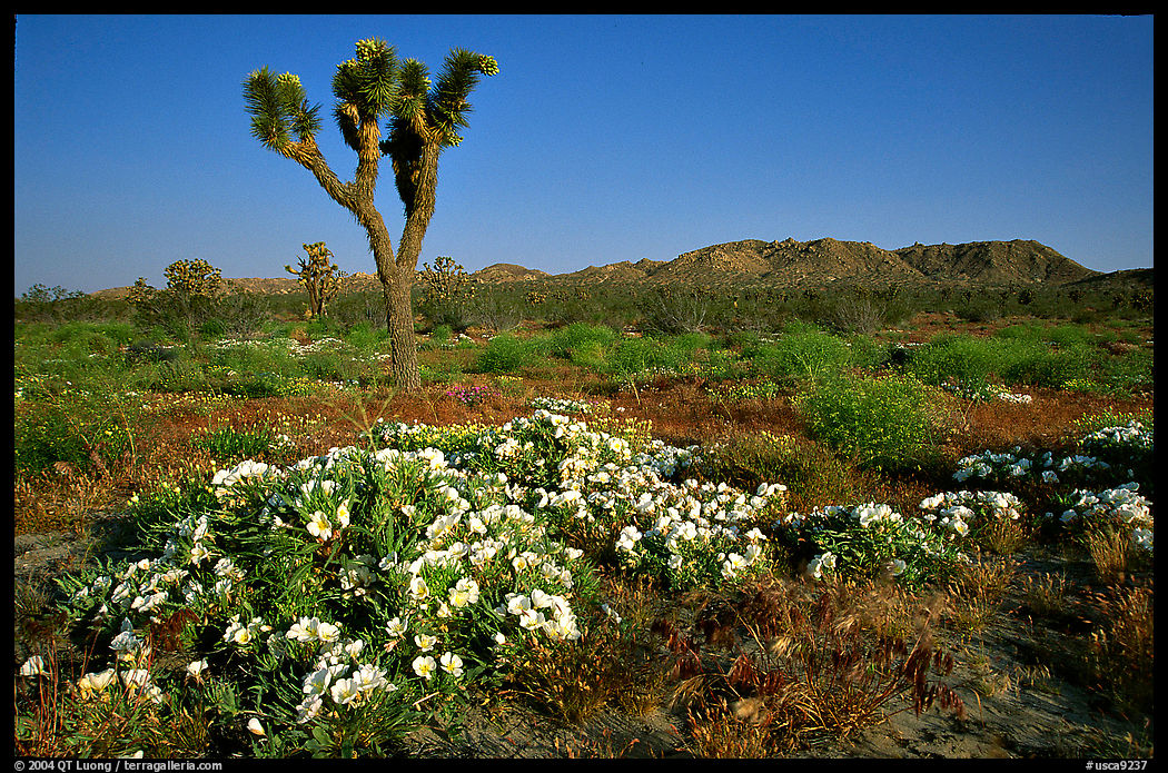 Daturas and Joshua Trees. Antelope Valley, California, USA