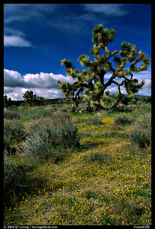 Yellow desert Marygold and Joshua Tree. Antelope Valley, California, USA