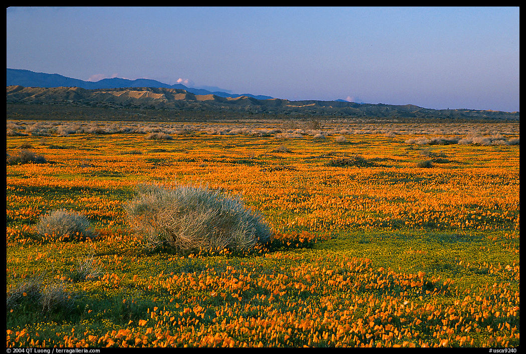 Meadow covered with poppies, sage bushes, and Tehachapi Mountains at sunset. Antelope Valley, California, USA