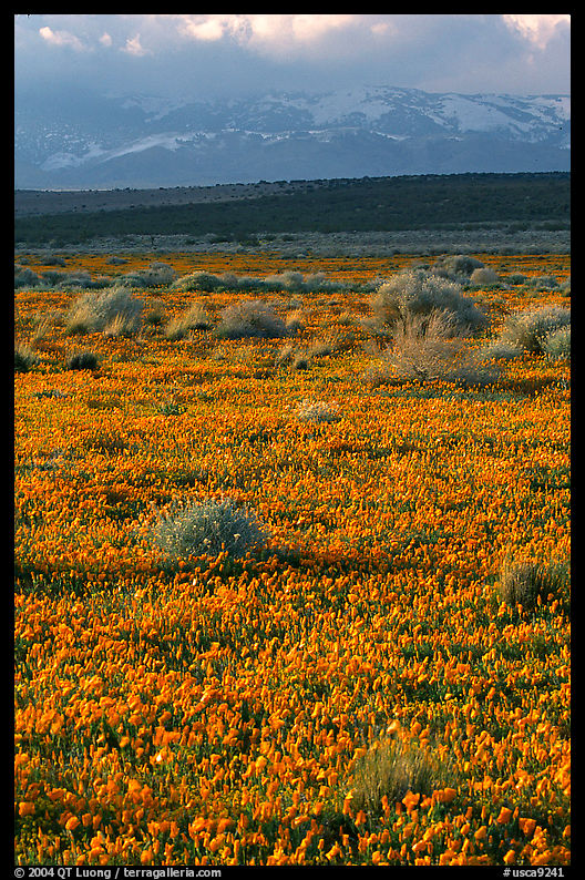 Meadow covered with poppies, sage bushes, and Tehachapi Mountains at sunset. Antelope Valley, California, USA