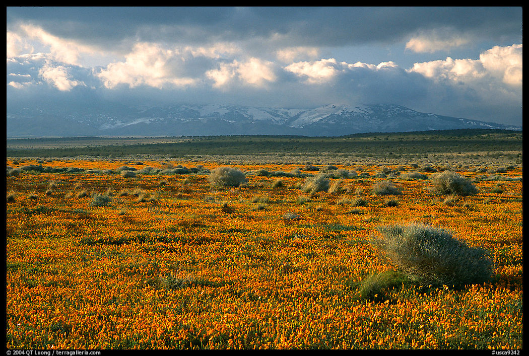 Meadow covered with poppies and sage bushes. Antelope Valley, California, USA
