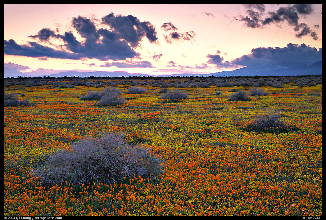 Meadow covered with poppies and sage bushes at sunset. Antelope Valley, California, USA