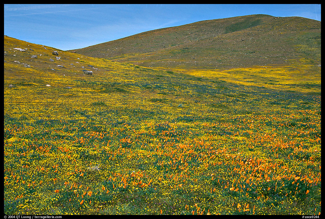 Hills W of the Preserve, covered with multicolored flowers. Antelope Valley, California, USA