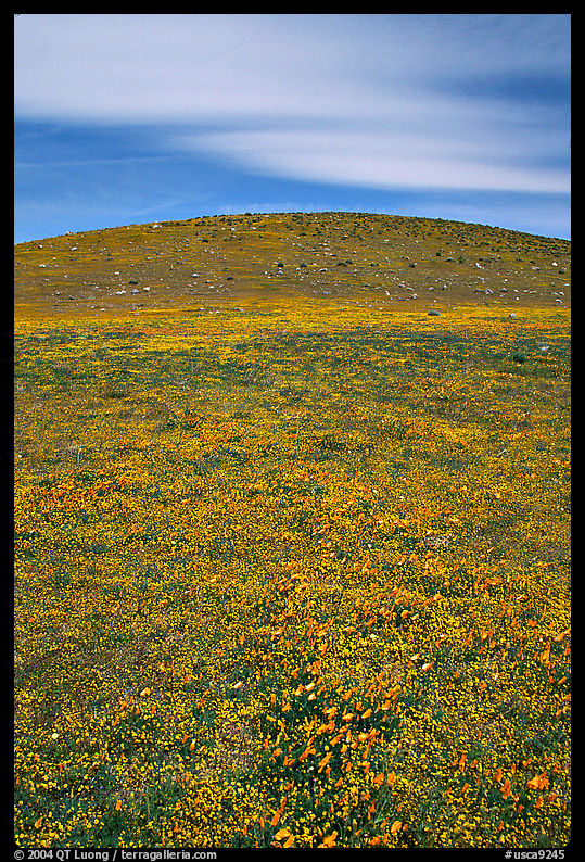 Hills W of the Preserve, covered with multicolored flowers. Antelope Valley, California, USA