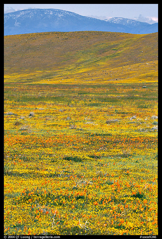 Hills W of the Preserve, covered with multicolored flowers. Antelope Valley, California, USA