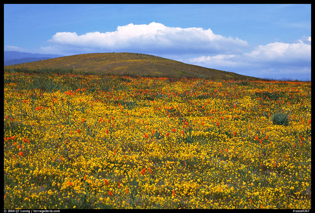 Hills W of the Preserve, covered with multicolored flowers. Antelope Valley, California, USA