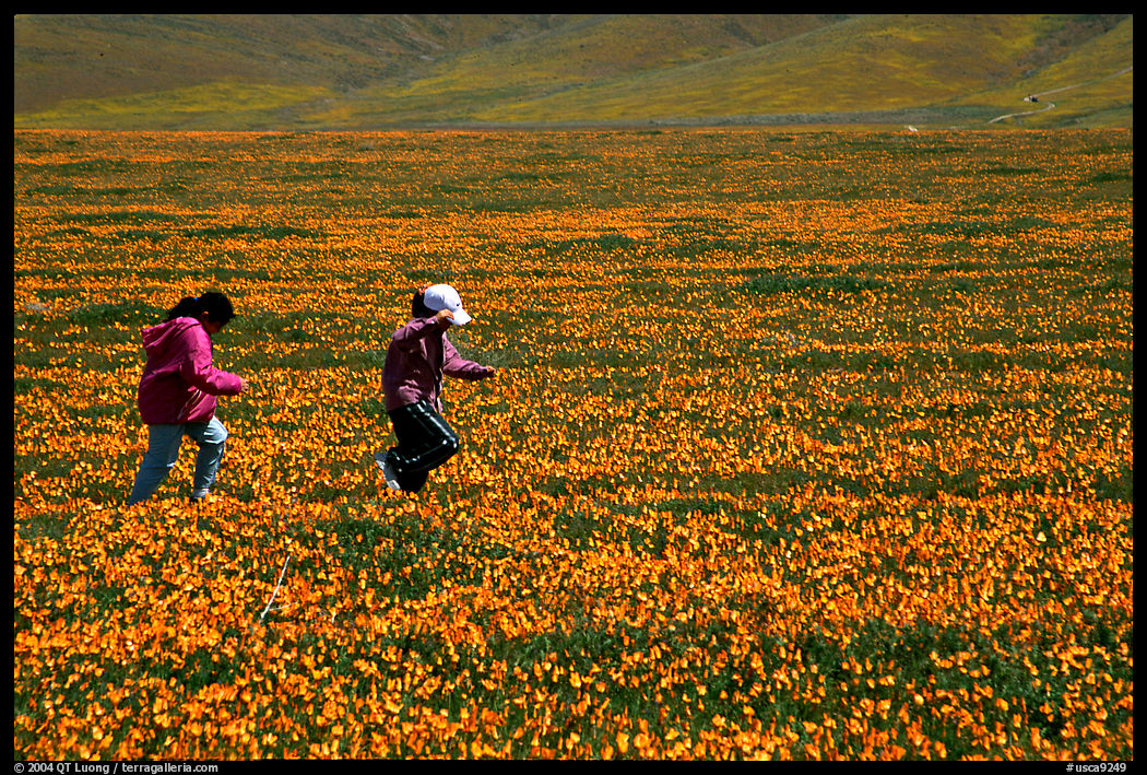 Children playing in a field of Poppies. Antelope Valley, California, USA