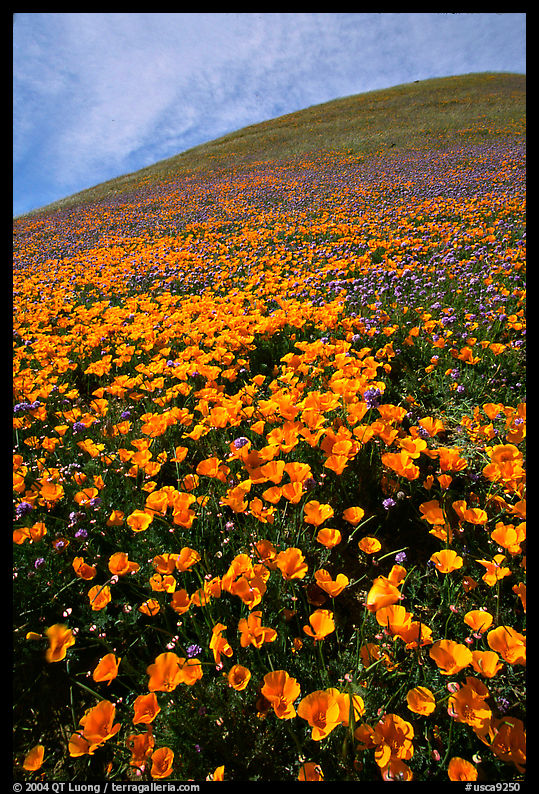 California Poppies and hill. Antelope Valley, California, USA