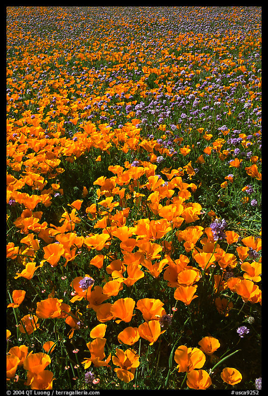 Field of California Poppies and purple flowers. Antelope Valley, California, USA