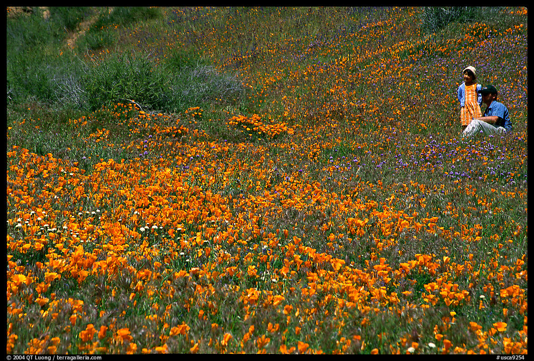 Man and girl in a wildflower field. Antelope Valley, California, USA