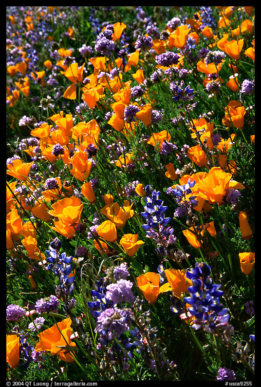 Close up of backlit poppies, lupine, and purple flowers. Antelope Valley, California, USA