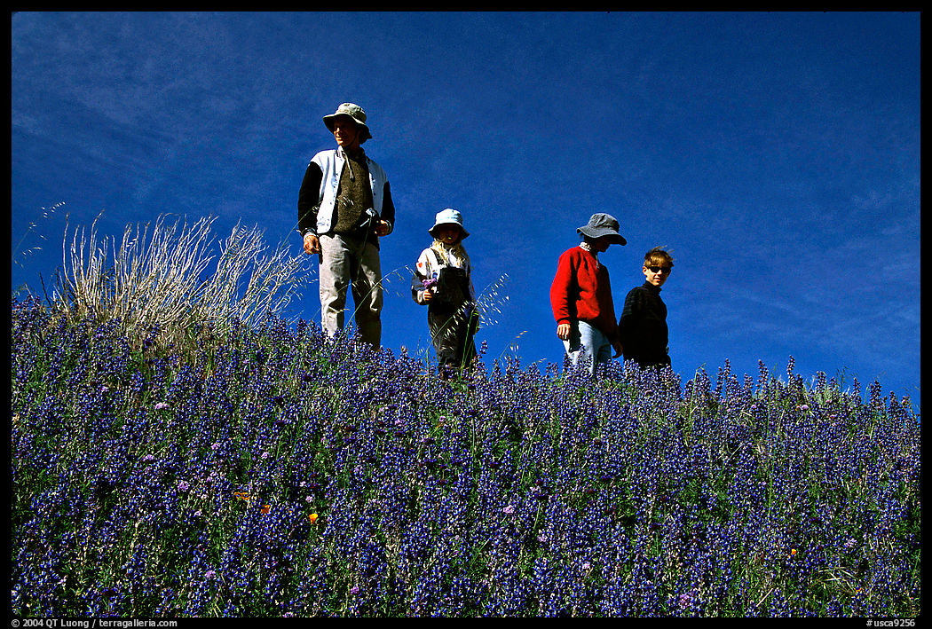 Family strolling in a field of lupines. Antelope Valley, California, USA