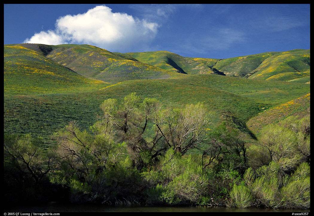 Pond, trees, and Gorman Hills. California, USA