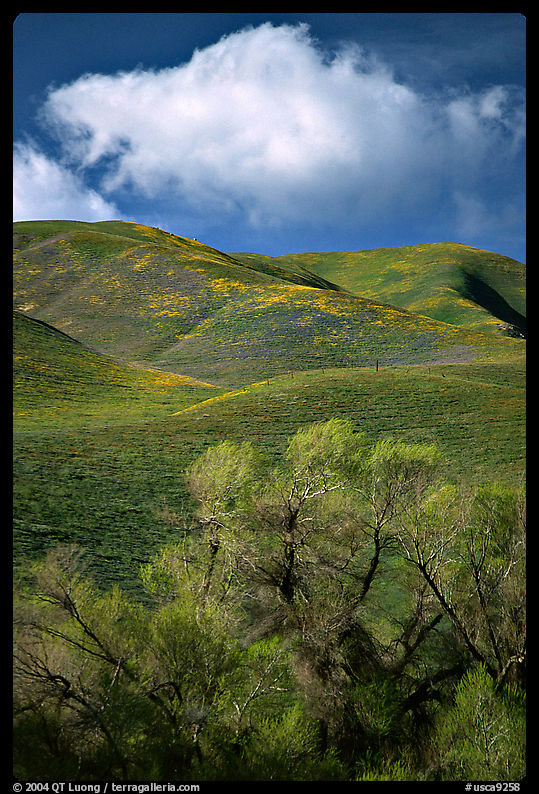 Trees and Gorman Hills. California, USA